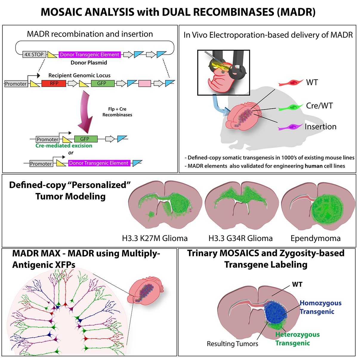 MADR graphical abstract showing recombination, delivery and tumor modeling